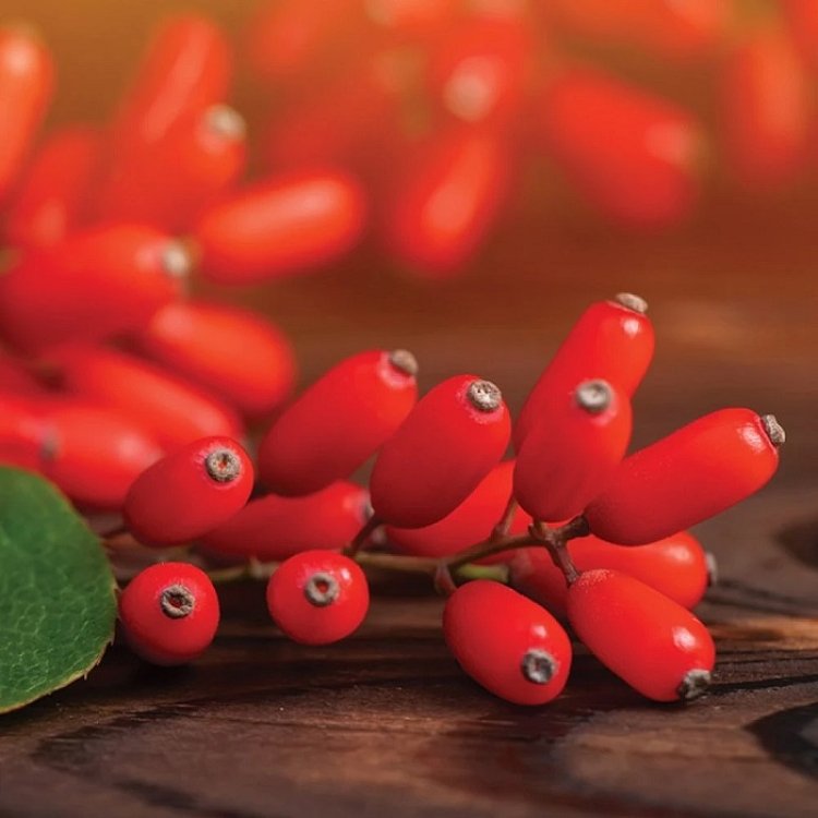 Olonea Berbemax Berberine Complex για Μεταβολική Ισορροπία 30 Κάψουλες
